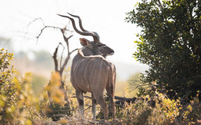 Antilope saïga : le Kazakhstan entend bien chasser cette espèce en danger critique