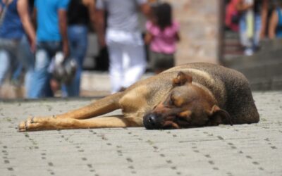 Kazakhstan : Almaty intensifie sa lutte contre les animaux errants