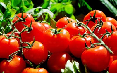 L’Ouzbékistan enregistre des exportations record de fruits et légumes