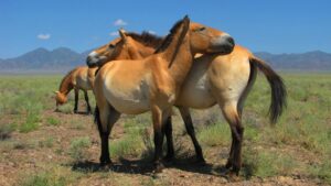 Dans les steppes du Kazakhstan, le retour des chevaux sauvages de Przewalski. 