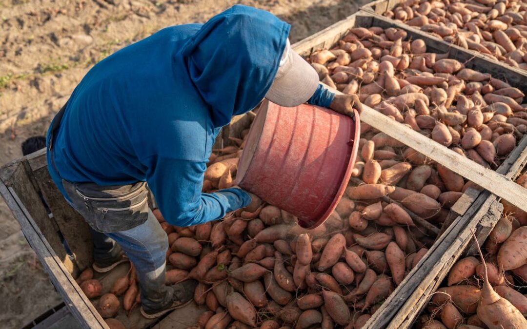 Le ministère kirghize de l’Agriculture invite les grossistes kirghizes à Novossibirsk