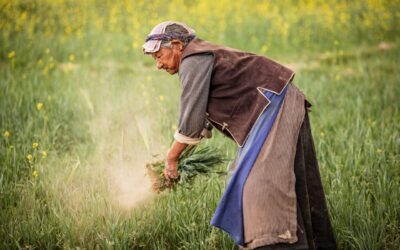 Kazakhstan : fin de la phase pilote du recensement agricole