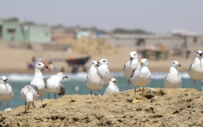 Bientôt une zone marine protégée en mer Caspienne