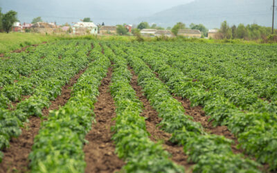 L’Ouzbékistan dépossède ses agriculteurs au profit d’industriels chinois