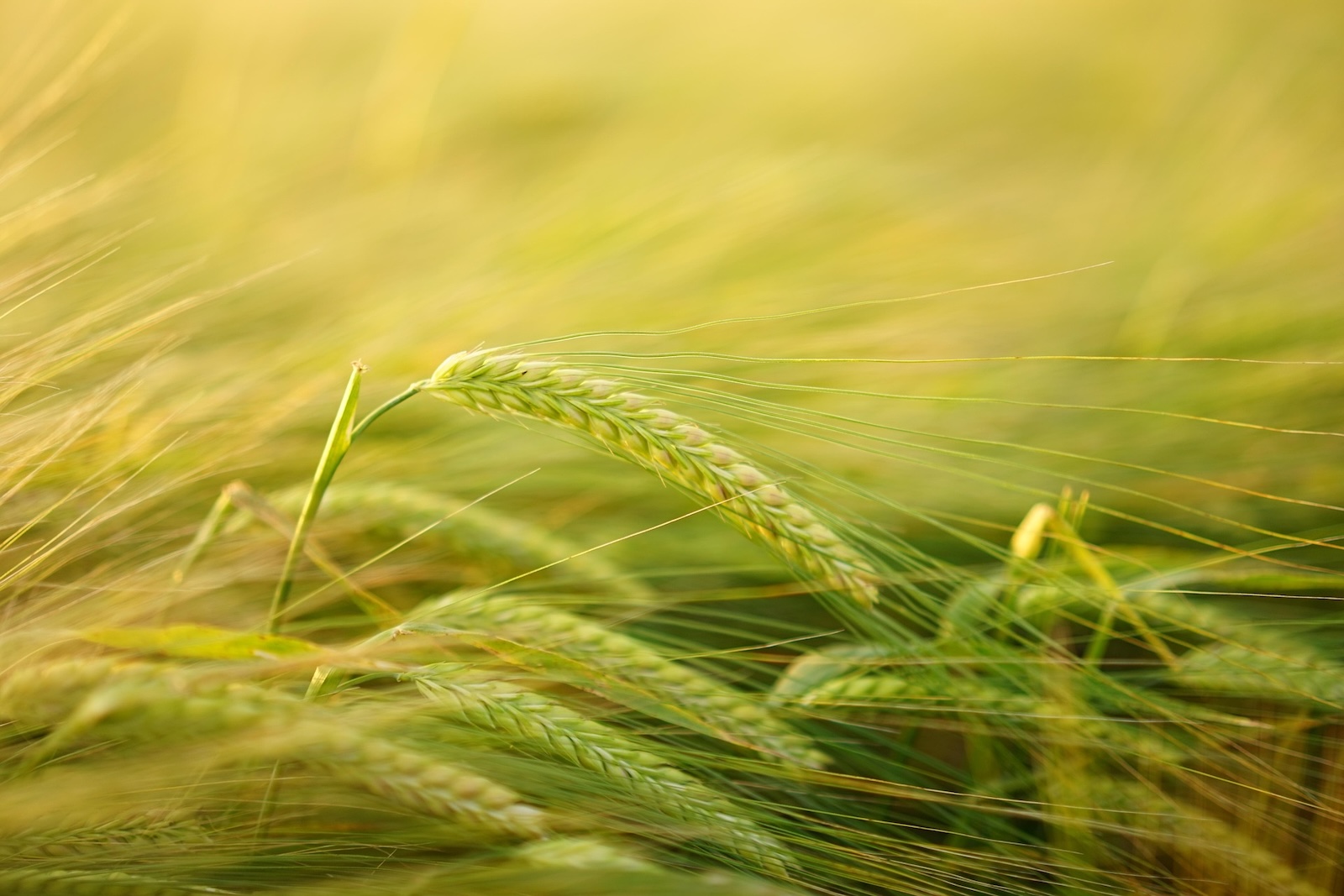 kazakhstan-exportations-cereales