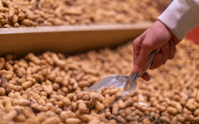 Fourrages made in Kazakhstan : un projet agricole à 120.000 tonnes par an