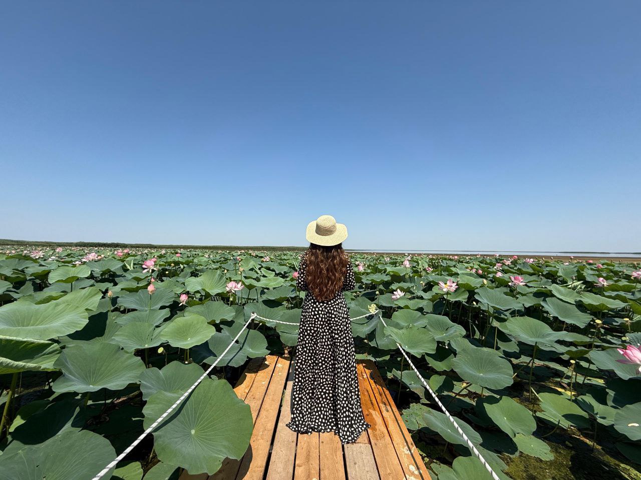 Lotus Fest
