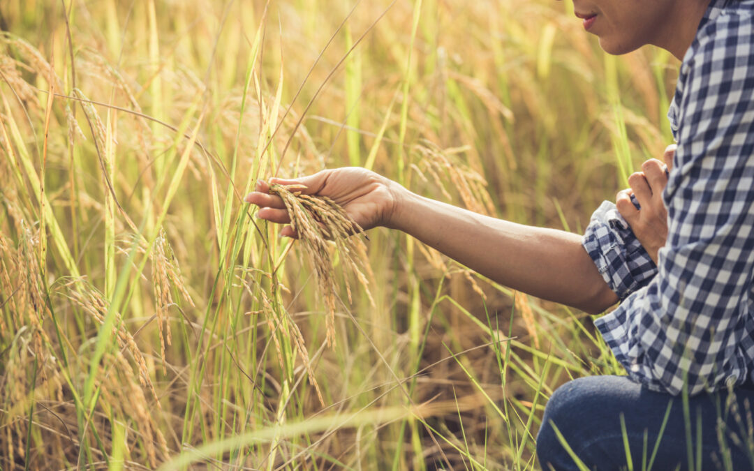 Kazakhstan : un riz innovant mûrit vite et consomme moins d’eau