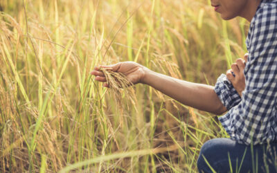 Kazakhstan : un riz innovant mûrit vite et consomme moins d’eau