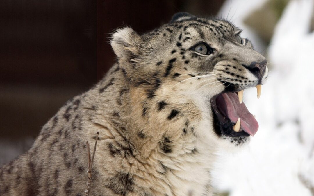 La panthère des neiges, nouveau symbole national du Kirghizstan