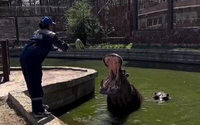 Au Kazakhstan, la pression citoyenne contre les zoos s’intensifie
