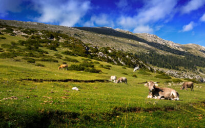 Ouzbékistan : restauration à grande échelle des pâturages pour renforcer la sécurité alimentaire