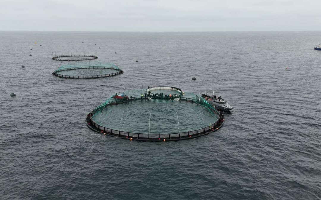 En mer Caspienne, un investisseur danois mise sur l’élevage de truites