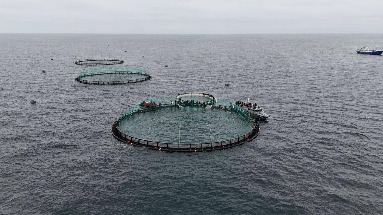 En mer Caspienne, un investisseur danois mise sur l’élevage de truites