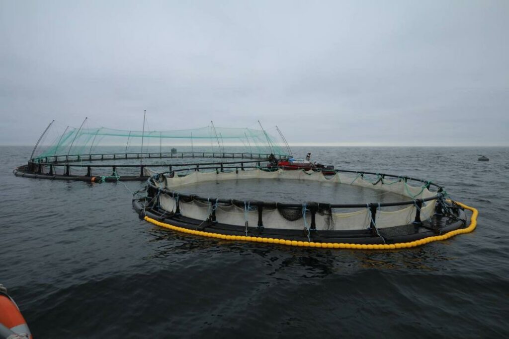 En mer Caspienne, un investisseur danois mise sur l’élevage de truites