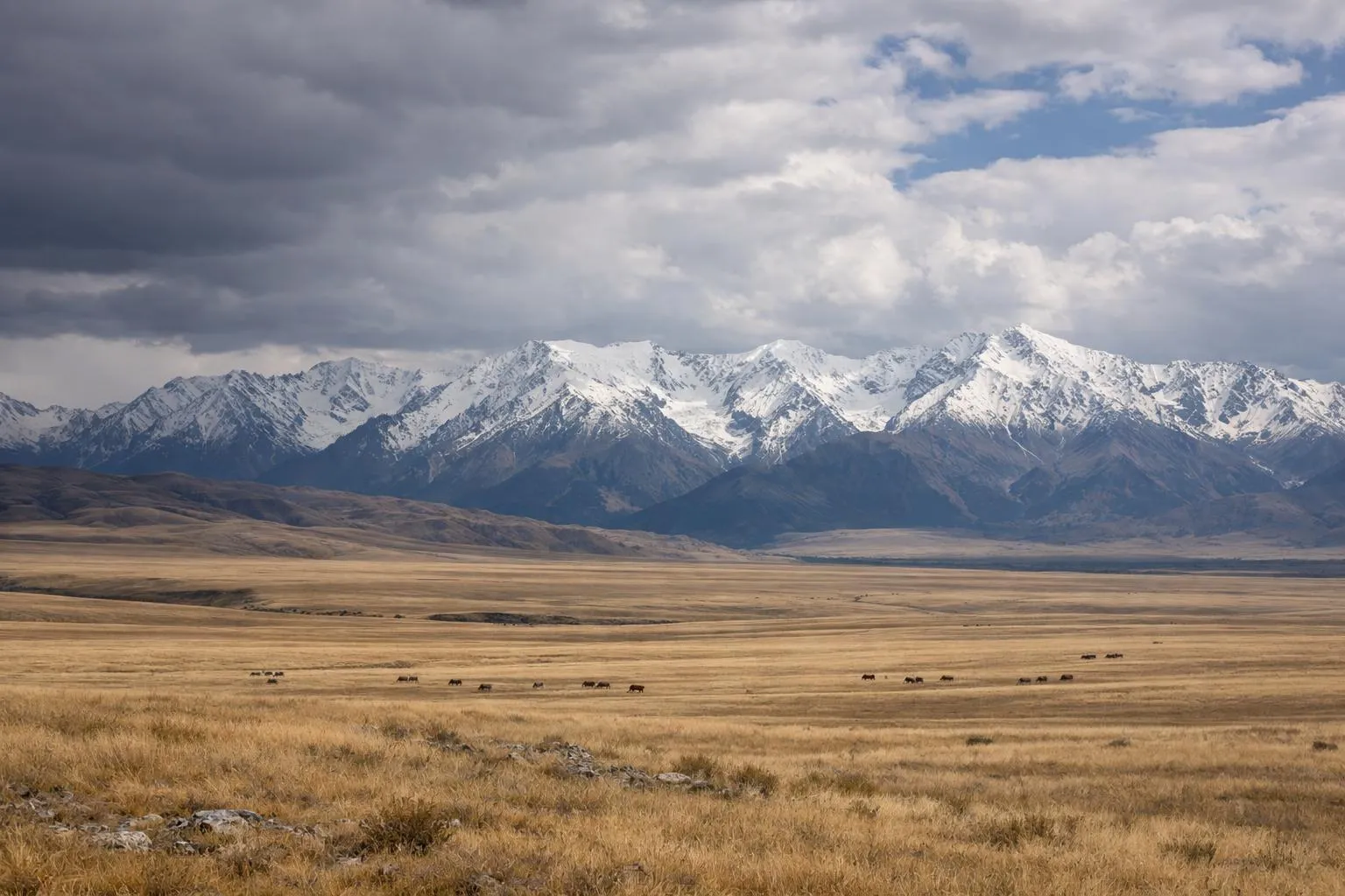 Paysage montagneux enneigé avec troupeau de bétail dans la plaine.
