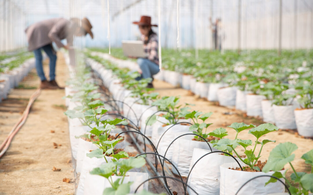 Le Kirghizstan modernise son irrigation agricole grâce aux donateurs internationaux