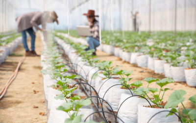 Le Kirghizstan modernise son irrigation agricole grâce aux donateurs internationaux