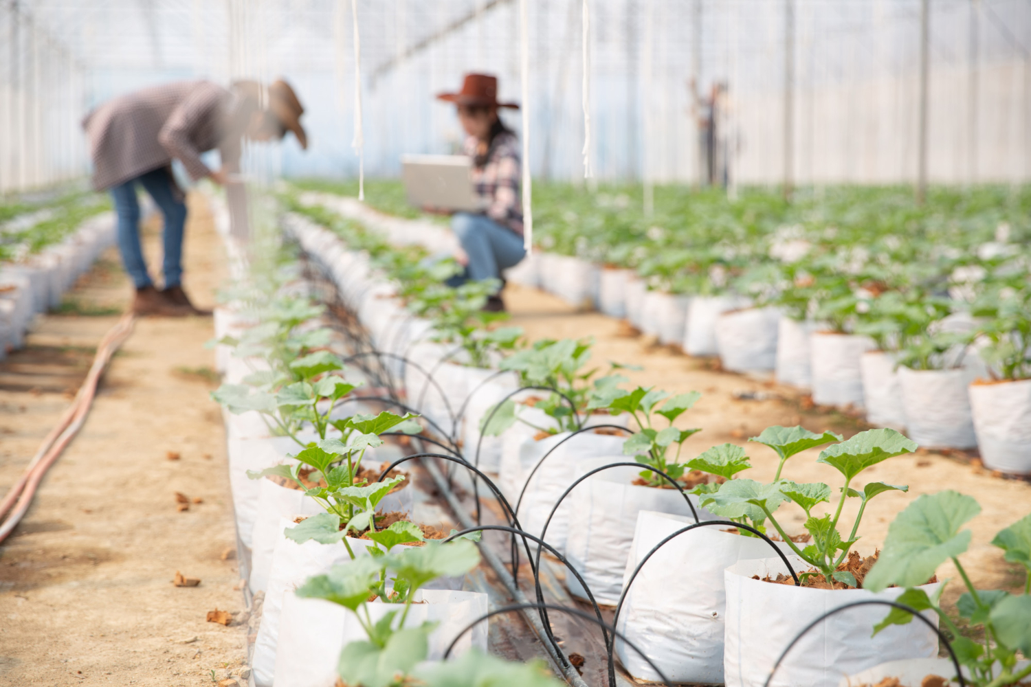 Le Kirghizstan modernise son irrigation agricole grâce aux donateurs internationaux