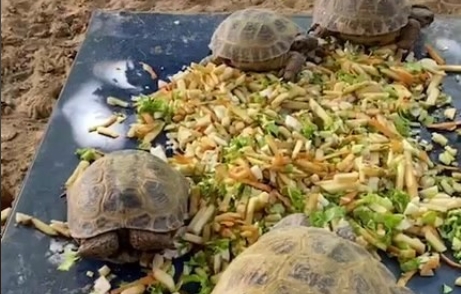 Le zoo d’Almaty échange des récoltes contre des entrées gratuites